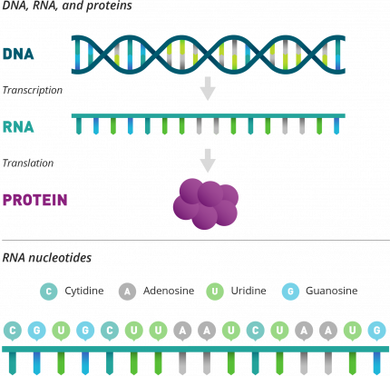 DNA, RNA, proteins and nucleotides