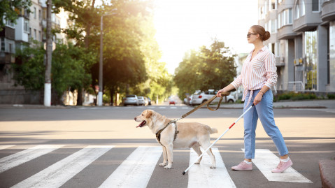 A woman wearing sunglasses is crossing the street holding a white cane and a guide dog on a leash