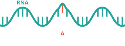 An infographic showing an endogenous system