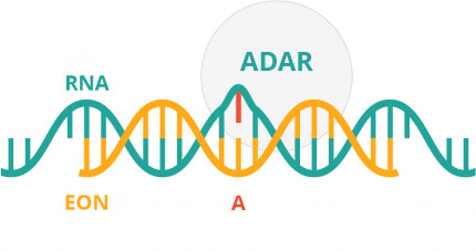 An infographic showing ADAR recruitment