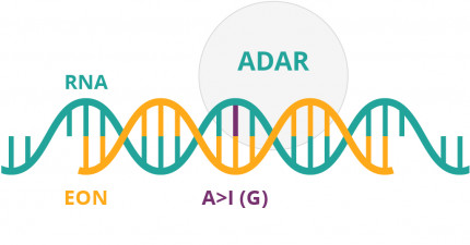 An infographic showing ADAR function
