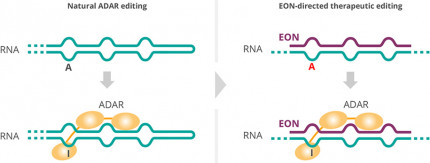 Natural A to I editing by ADAR is depicted as well as EON-directed therapeutic A to I editing with ADAR.