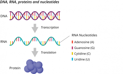 DNA, RNA, proteins and nucleotides