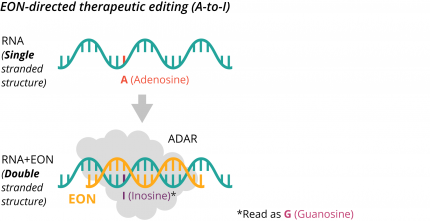 EON-directed therapeutic editing (A-to-I)
