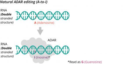 Natural ADAR editing (A-to-I)