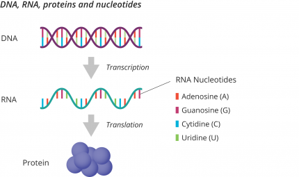DNA, RNA, proteins and nucleotides