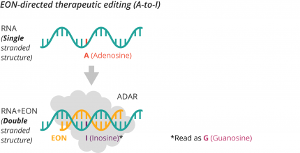 EON-directed therapeutic editing (A-to-I)