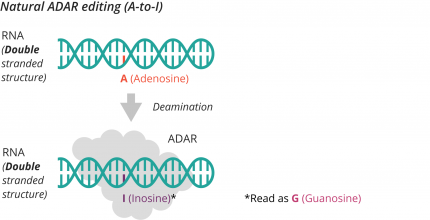 Natural ADAR editing (A-to-I)