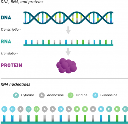 DNA, RNA, proteins and nucleotides