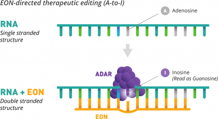 EON-directed therapeutic editing (A-to-I)
