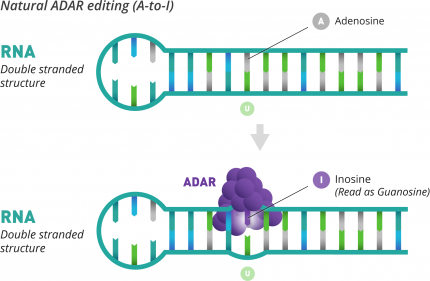 Natural ADAR editing (A-to-I)
