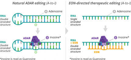 Natural versus EON directed ADAR editing - A to I