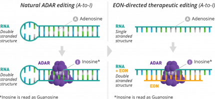 Natural versus EON directed ADAR editing - A to I