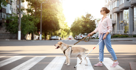 A woman wearing sunglasses is crossing the street holding a white cane and a guide dog on a leash
