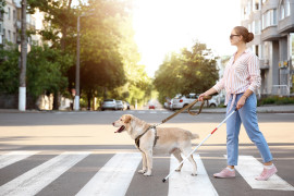 A woman wearing sunglasses is crossing the street holding a white cane and a guide dog on a leash
